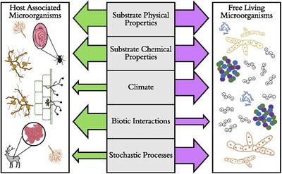 The Utility of Macroecological Rules for Microbial Biogeography